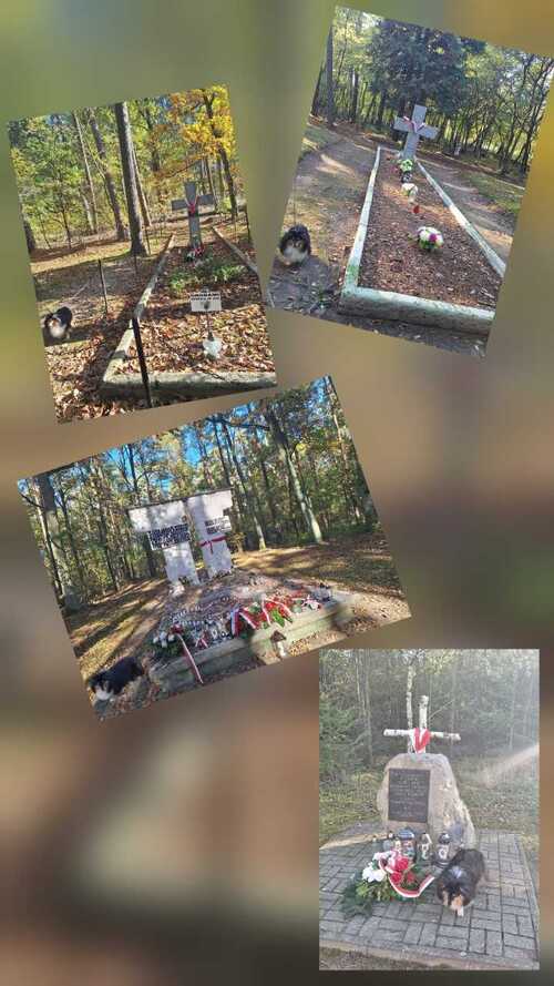 Lasy Palędzko-Zakrzewskie fot. Karolina Wawrzyniak